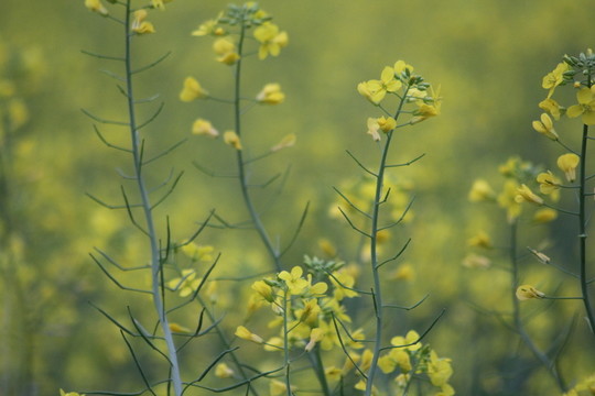 油花菜