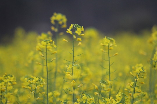 油花菜
