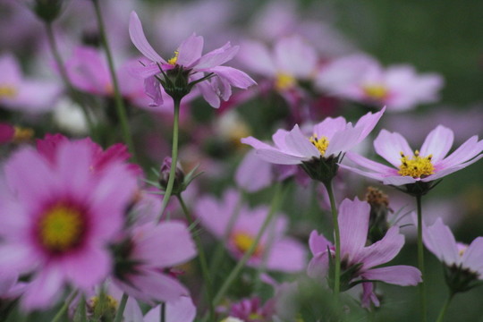 格桑花