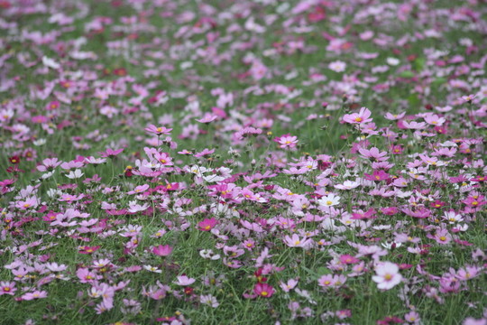 格桑花