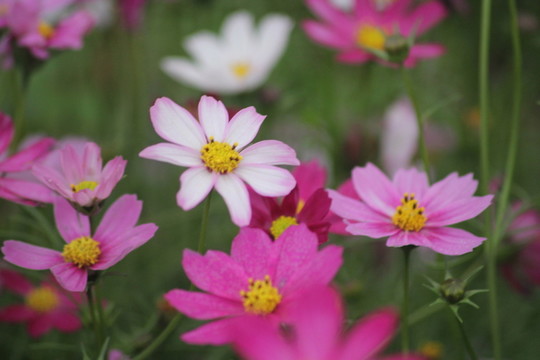 格桑花