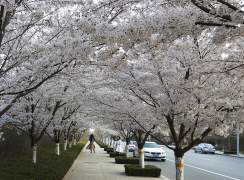 櫻花路