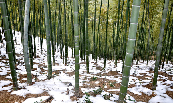 竹林積雪