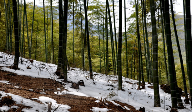 竹林積雪