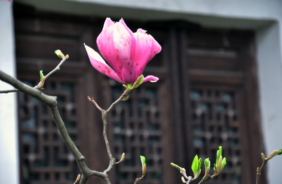 玉蘭花