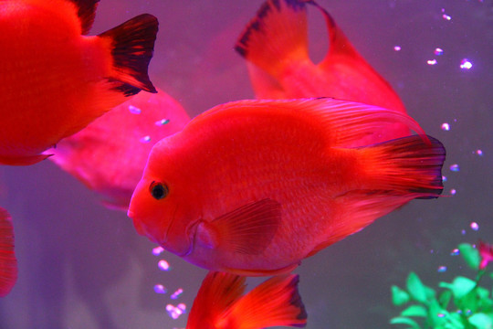 名貴觀賞魚 紅鸚鵡