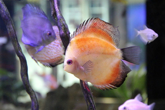 熱帶觀賞魚