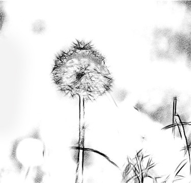 蒲公英素描裝飾畫