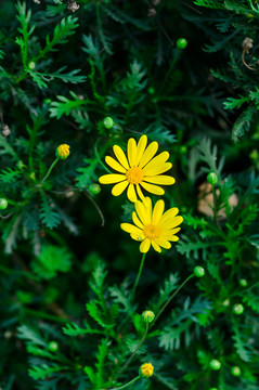 兩朵雛菊