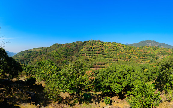荔枝樹果園