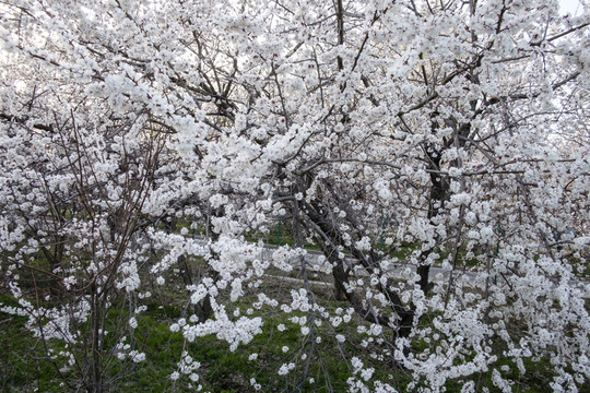 杏園