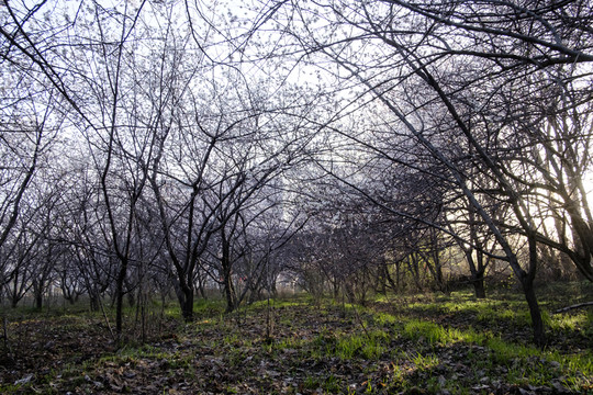 杏園