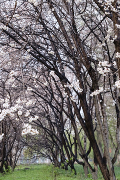 杏園