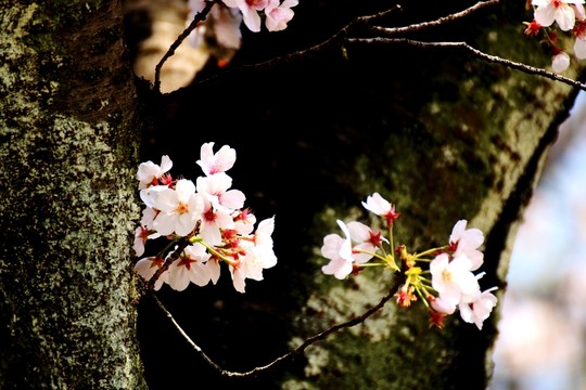 櫻花