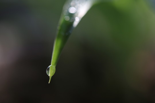 葉尖上的水珠