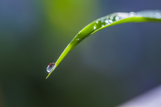 葉尖上的水珠