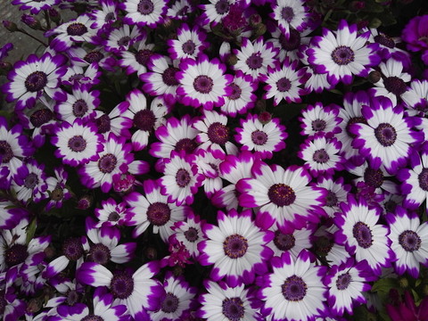 瓜葉菊