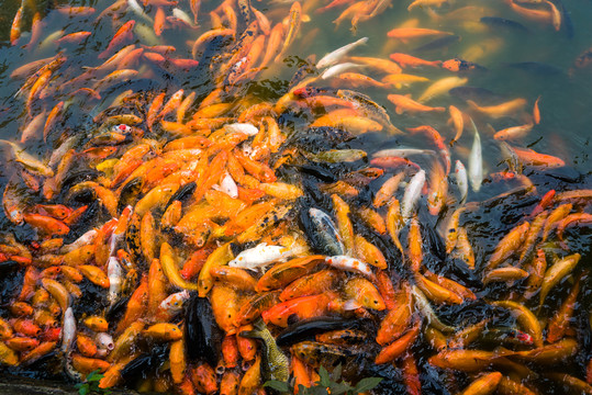 鯉魚