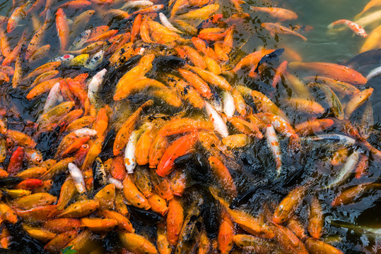 鯉魚