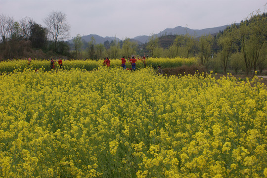 油菜花
