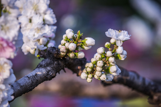 桃花盛開