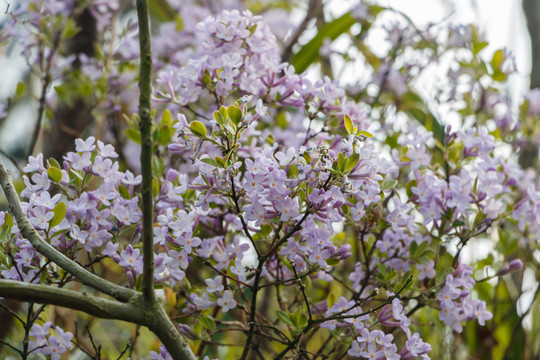 山花