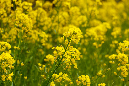 油菜花