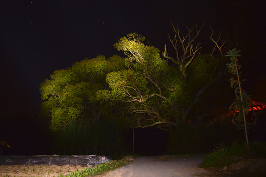 森林夜景