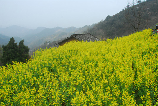 山間油菜田