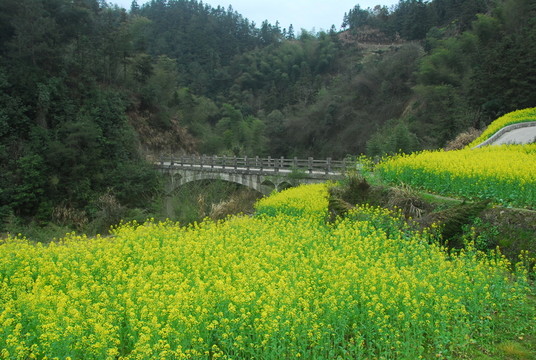 油菜田
