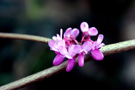 紫荊