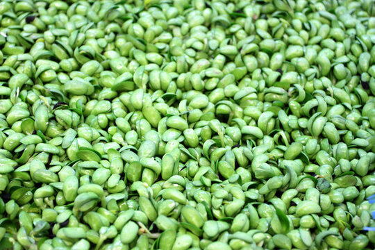 蔬菜 豆芽 食品 食物 葉菜