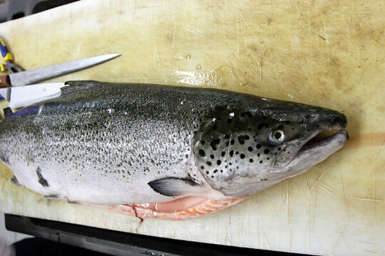 三文魚 海鮮 海魚 水產(chǎn)