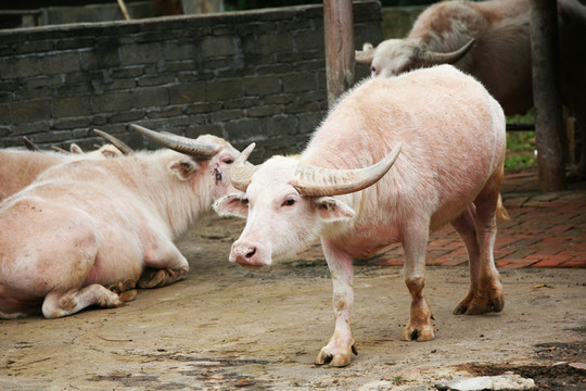 牛 白水牛 動物