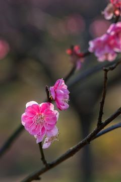 梅花