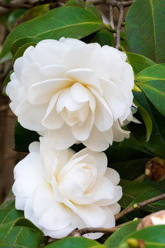 茶花 山茶花