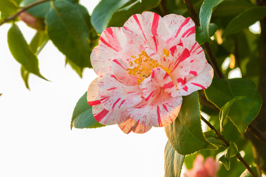 茶花 山茶花
