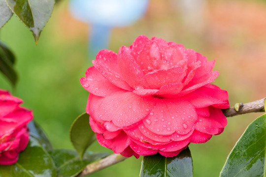茶花 山茶花