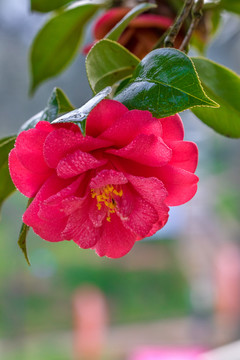 茶花 山茶花