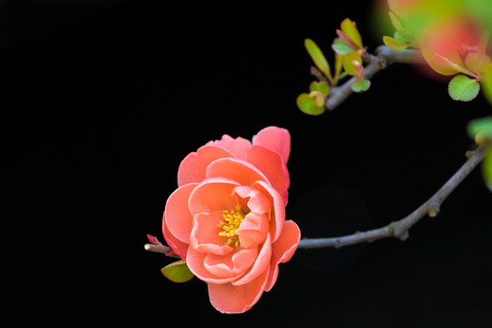 貼梗海棠