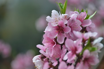 桃花