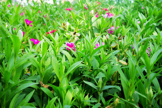 花草