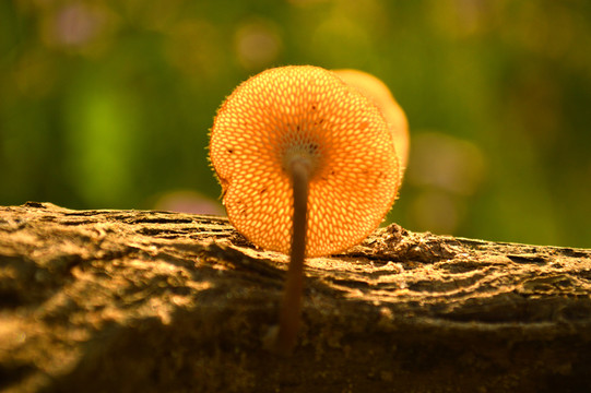 小蘑菇