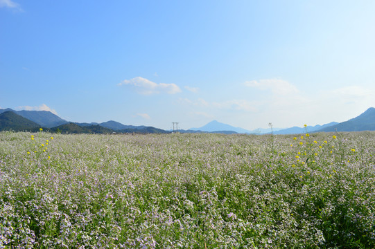 油菜花海