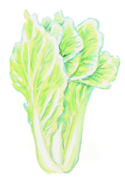大白菜 水彩畫(huà) 蔬菜 綠色食品