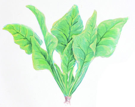 菠菜 蔬菜 水彩畫 彩鉛畫