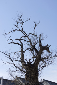 老槐樹樹枝
