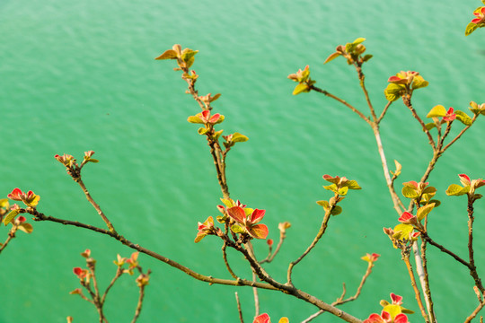 發(fā)芽樹枝