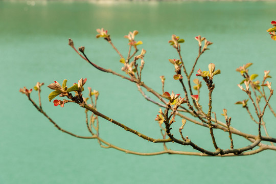 發(fā)芽樹枝