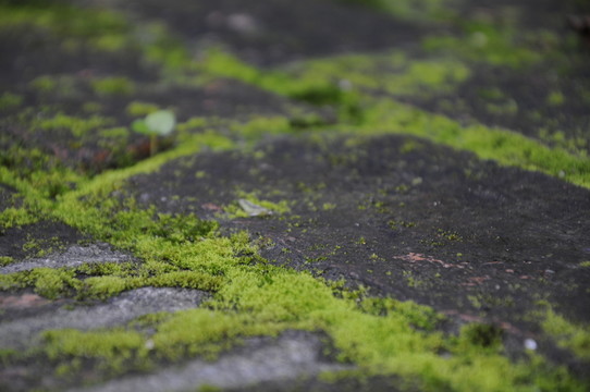 紅磚廠創(chuàng)意園 青磚路面